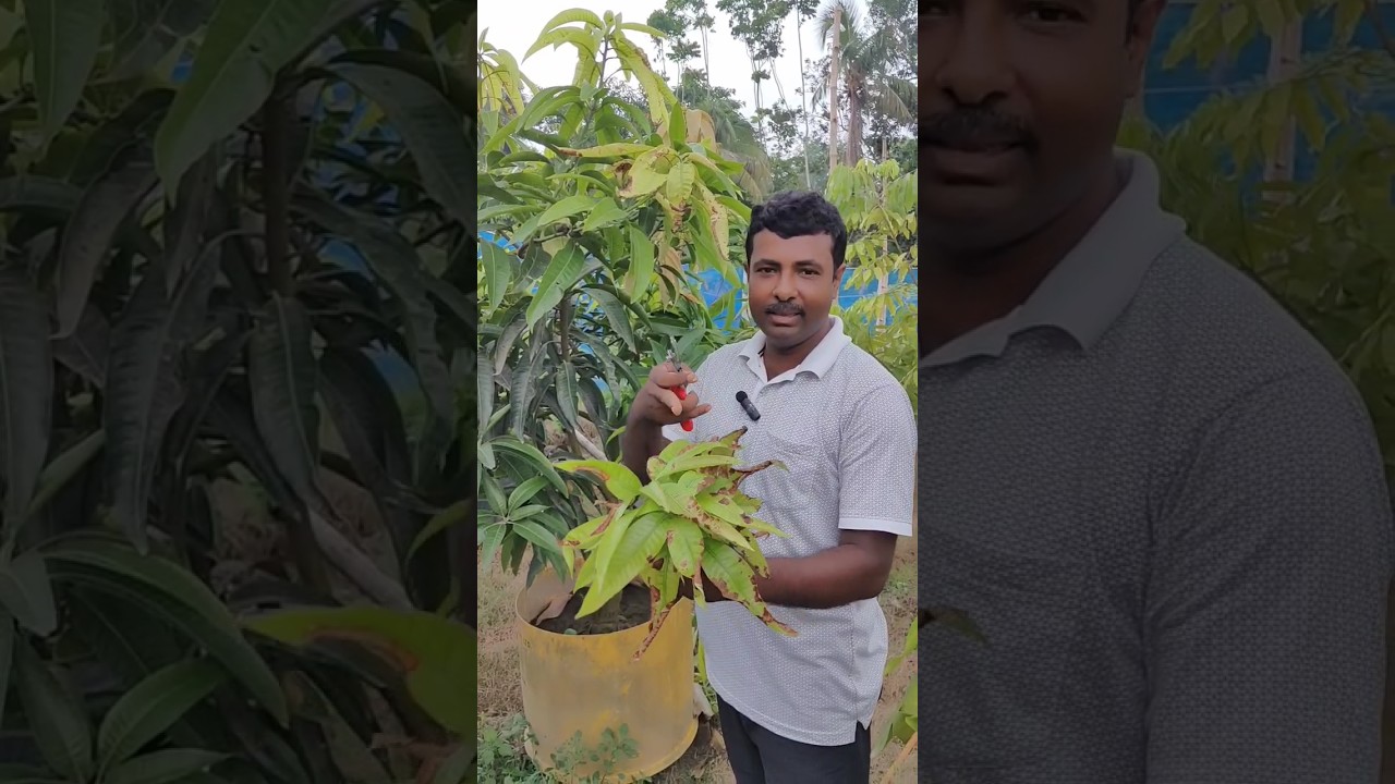 mango anthracnose disease solved #trending #fruiting #tropicalfruit #fruit #mangofruit #disease