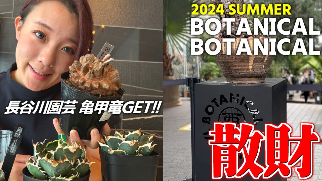 【BOTANICAL BOTANICAL】アガベ パキプス 亀甲竜目白押し‼︎イベントレポート&購入品紹介　ボタニカルボタニカル