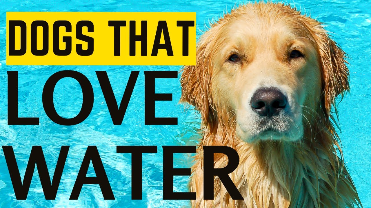 Dogs That Love Water: Top Breeds for Aquatic Adventures