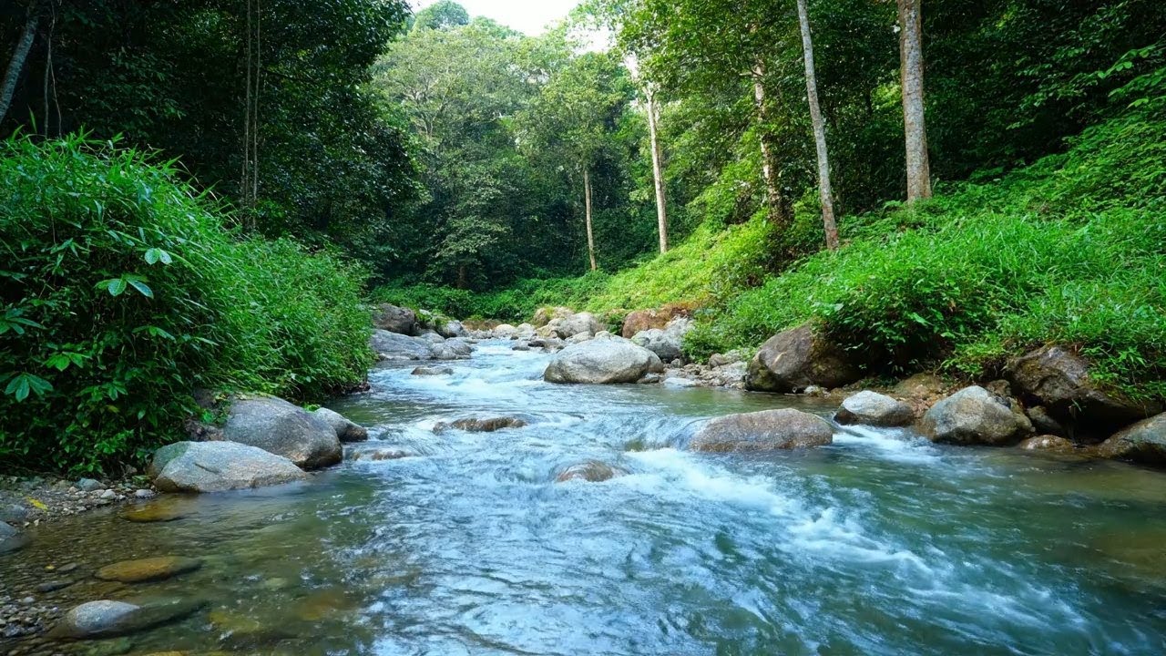 Forest Serenity – Beautiful Enchanted Water River Sound Flowing Gently – Stress Release