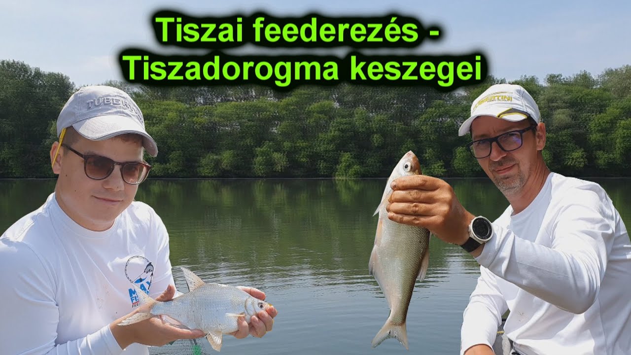 Tiszai feederezés  - Tiszadorogma keszegei