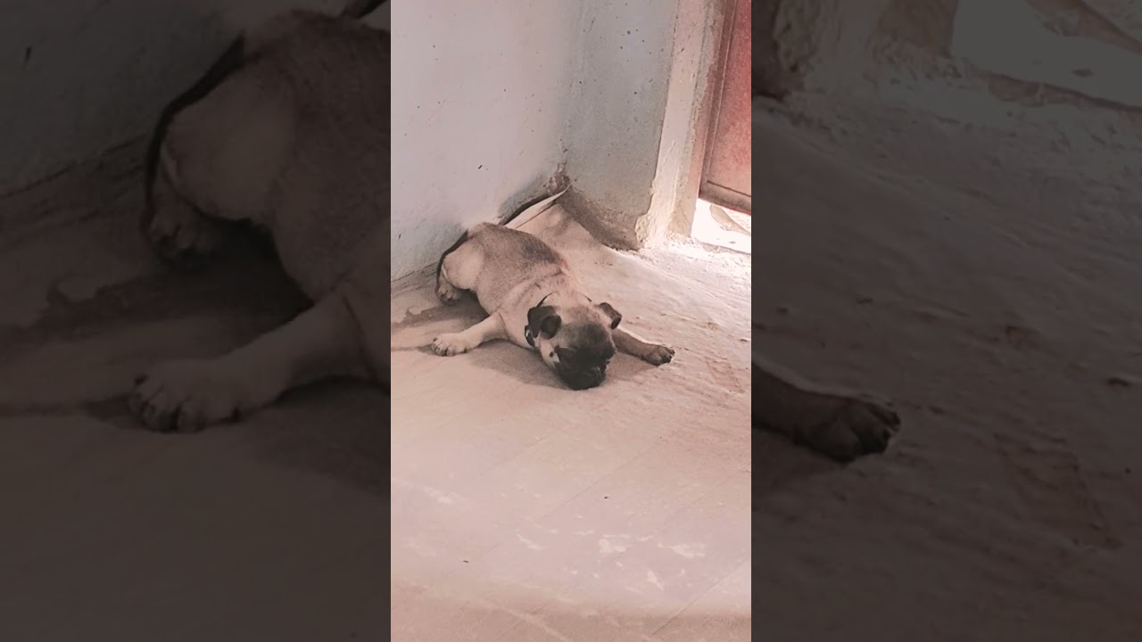 don't disturb me 😜😜#sleepingdogs #dogshorts #like #youtubeshorts #share