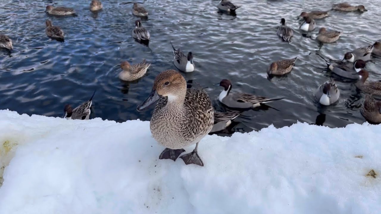 【渡り鳥】2025年1月13日のカモ【duck】