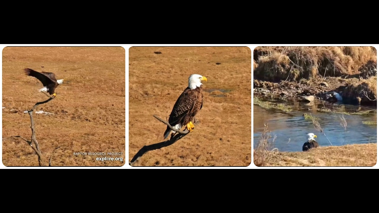 Mr  North is back Explore Live Nature Cams Decorah Eagles - North Nest - 4k powered by EXPLORE.org