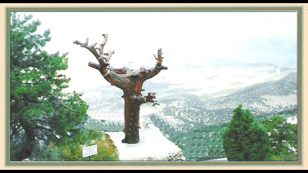 Çam Dağı