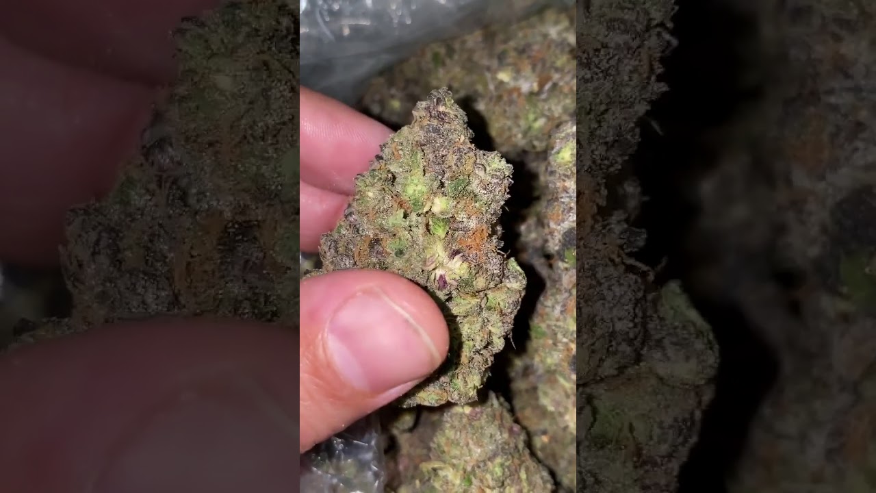 NEW STRAIN ALERT! BERNER'S 