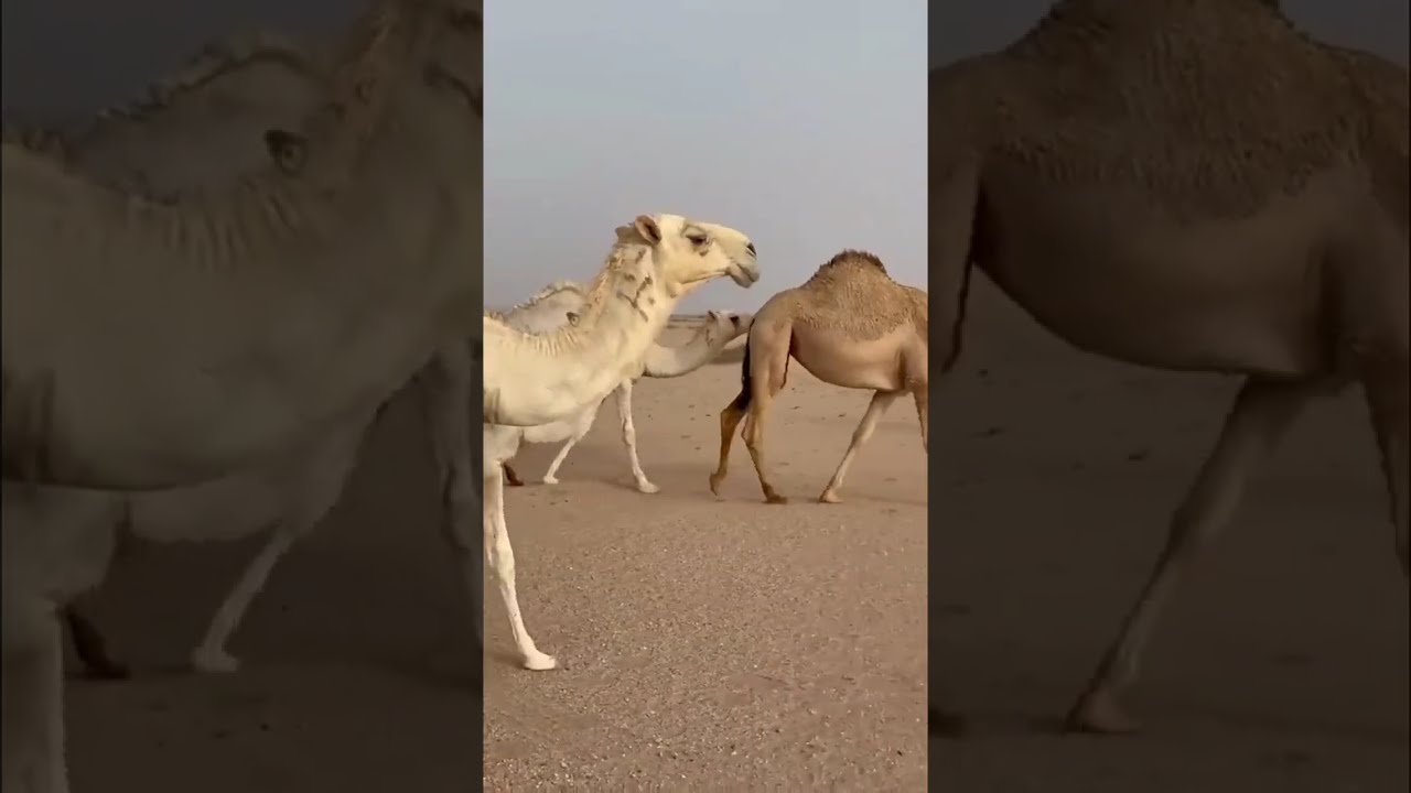 ابغى أشب عليهم عشان يتصقرون 😂😂 | غازي الذيابي