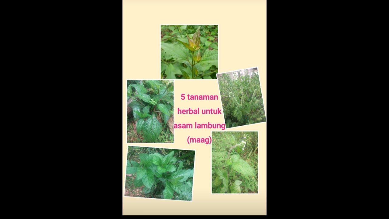 5 tanaman herbal untuk asam lambung / maag