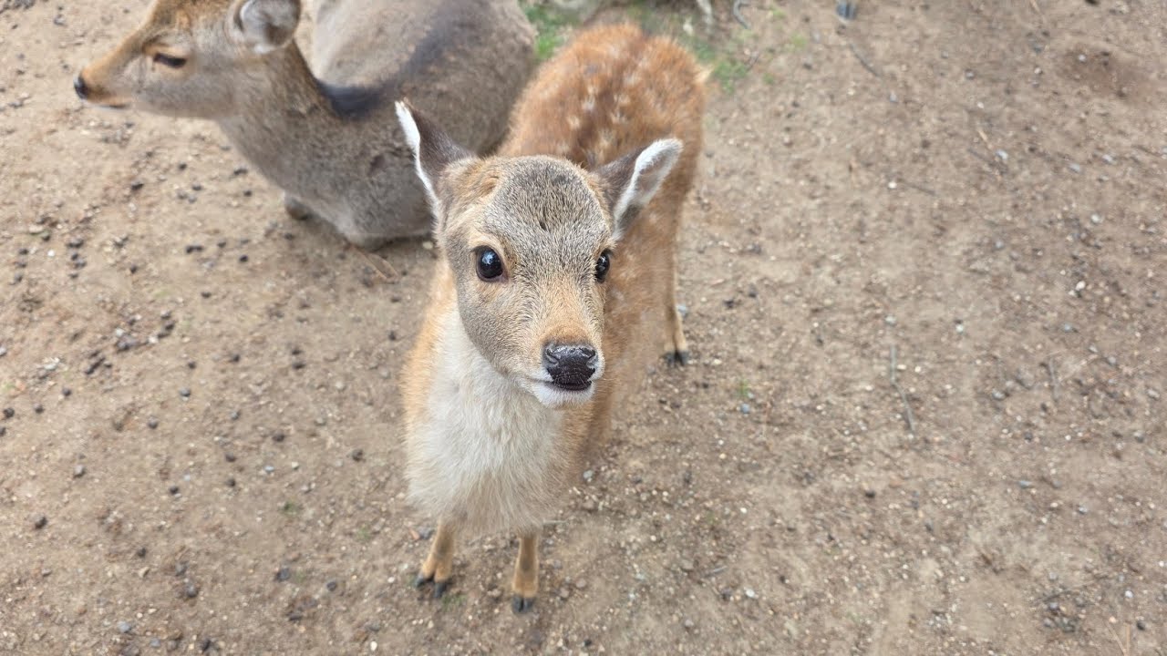 【ぶらり散歩】奈良公園で鹿三昧❗❗