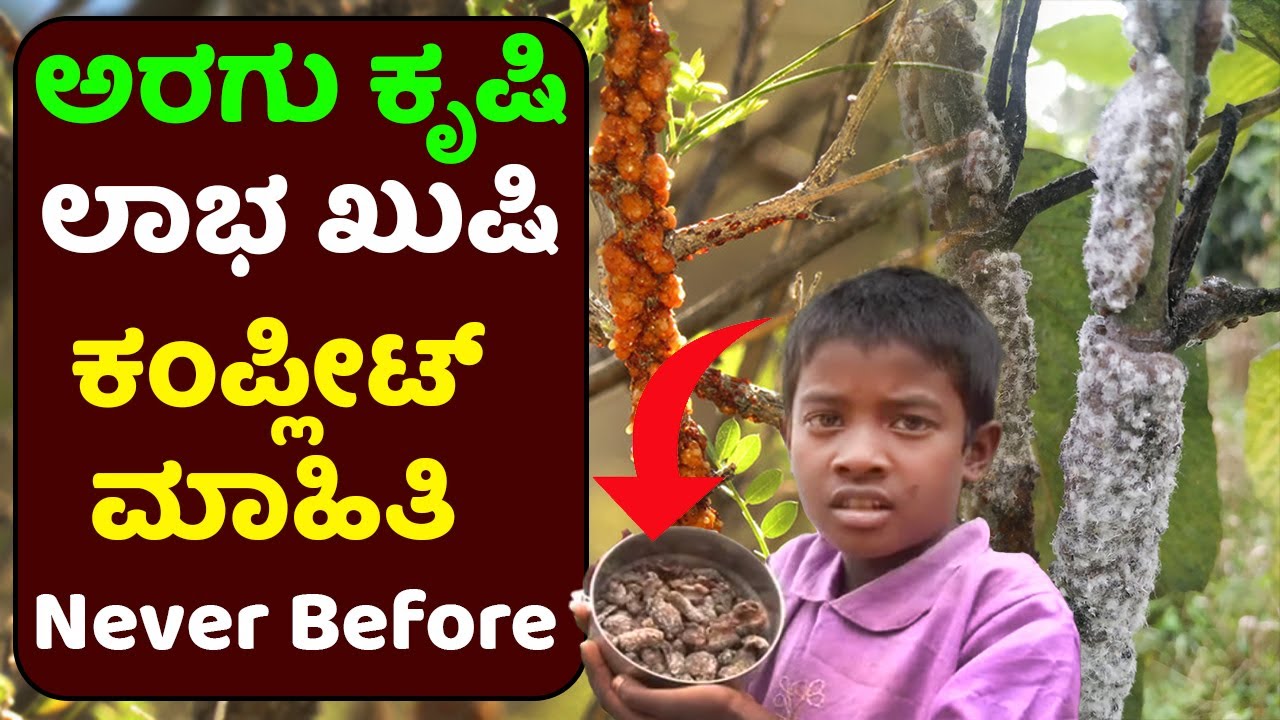 ಅರಗು ಕೃಷಿಯಲ್ಲಿ ಲಕ್ಷ ಲಕ್ಷ ಆದಾಯ ಸಾಧ್ಯವೇ? ಯಾರು ಖರೀದಿಸ್ತಾರೆ? Aragu krushi | Lac cultivation #2023