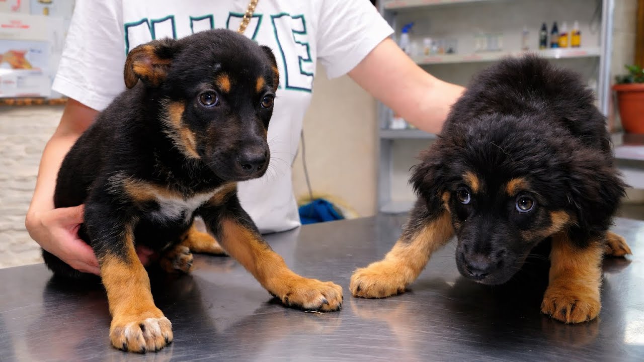 Sad Abandoned Puppies Can’t Hold Their Emotions When Realised They are being Rescued