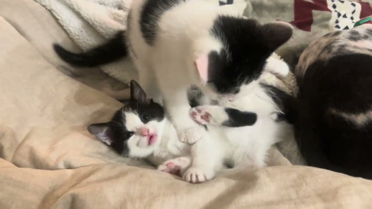Kittens head kicks