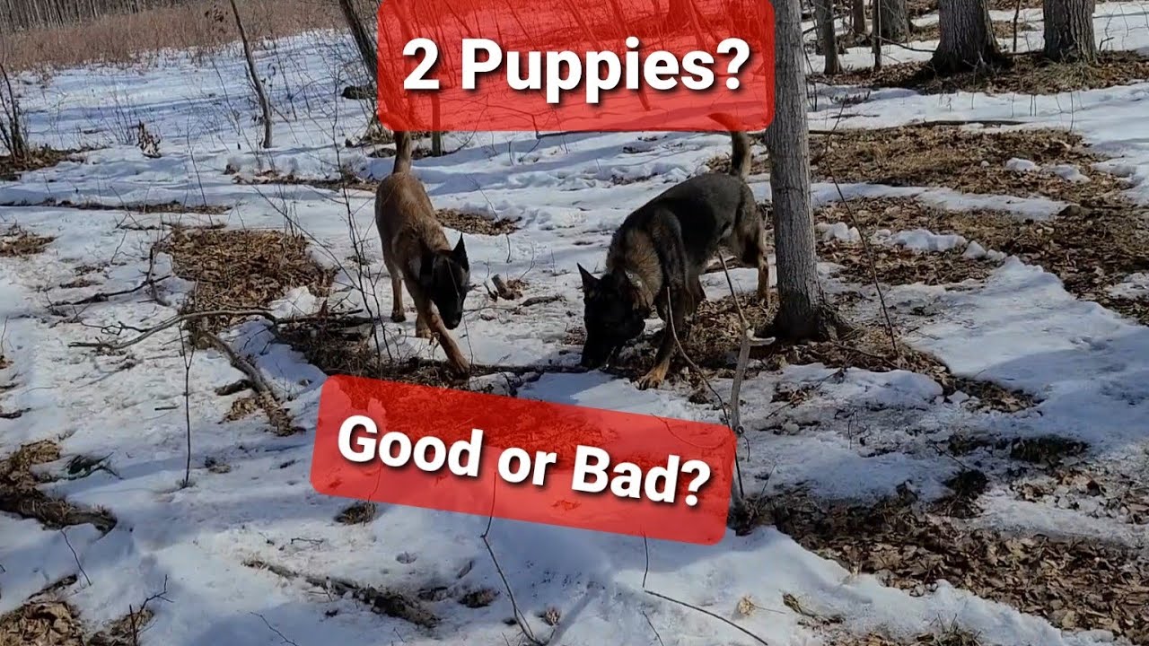 Raising TWO puppies at the same time? Good idea?