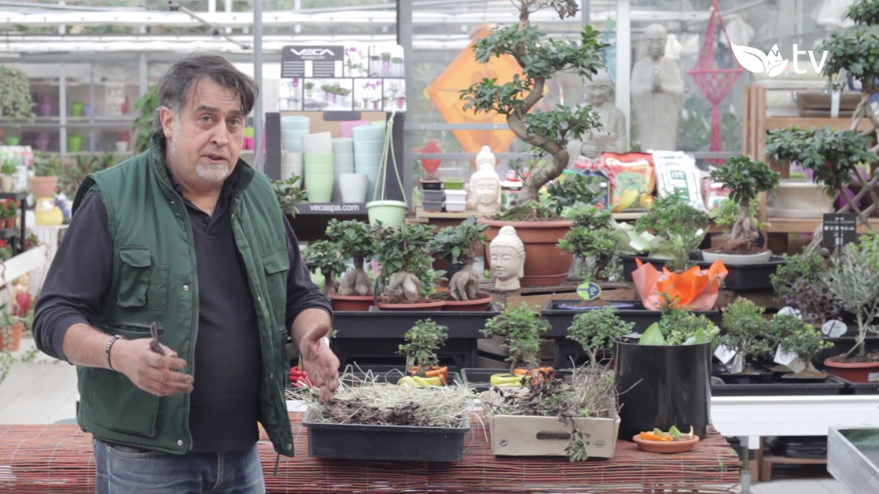 V&iacute;deotutorial: C&oacute;mo hacer compost dom&eacute;stico