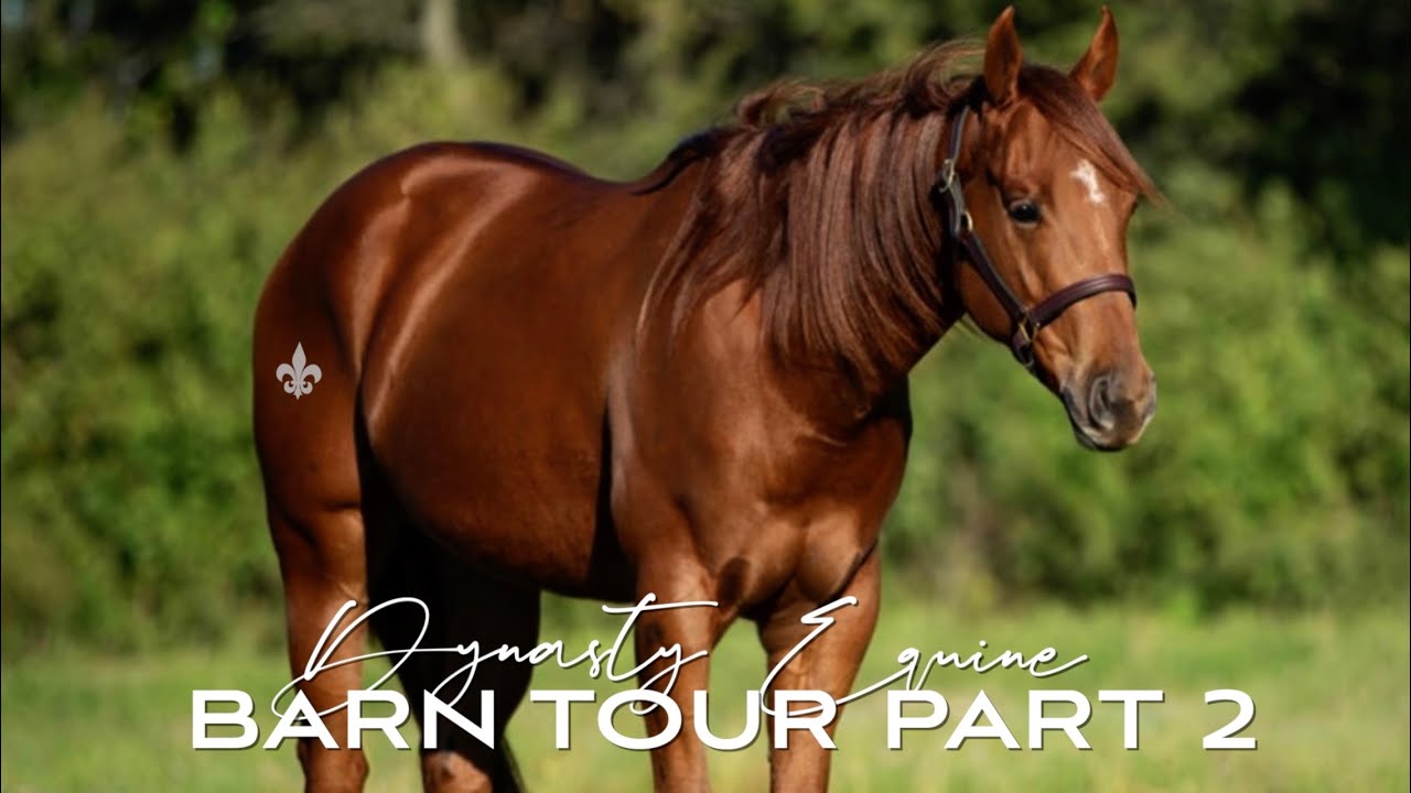 WHAT AM I GOING TO DO WITH ALL MY HORSES? BARN TOUR PART 2