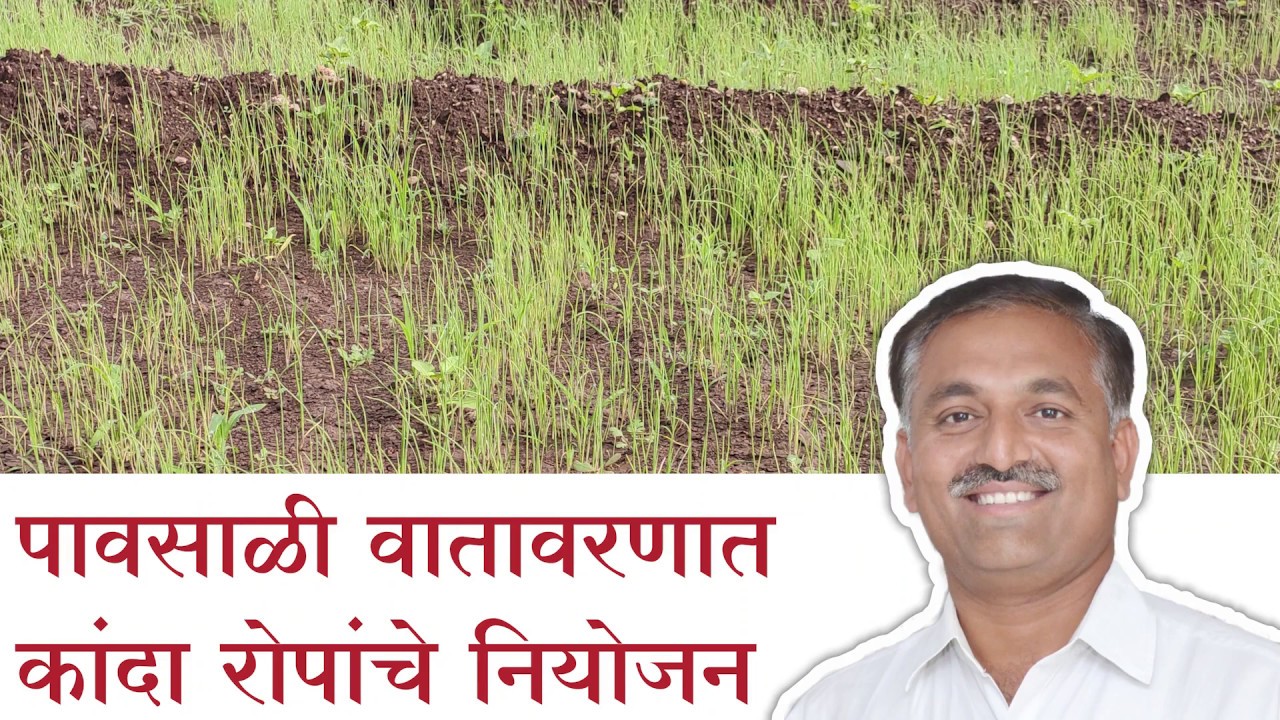Onion - पावसाळी वातावरणात कांदा रोपांचे नियोजन (Management of Onion seedlings in Rainy season)
