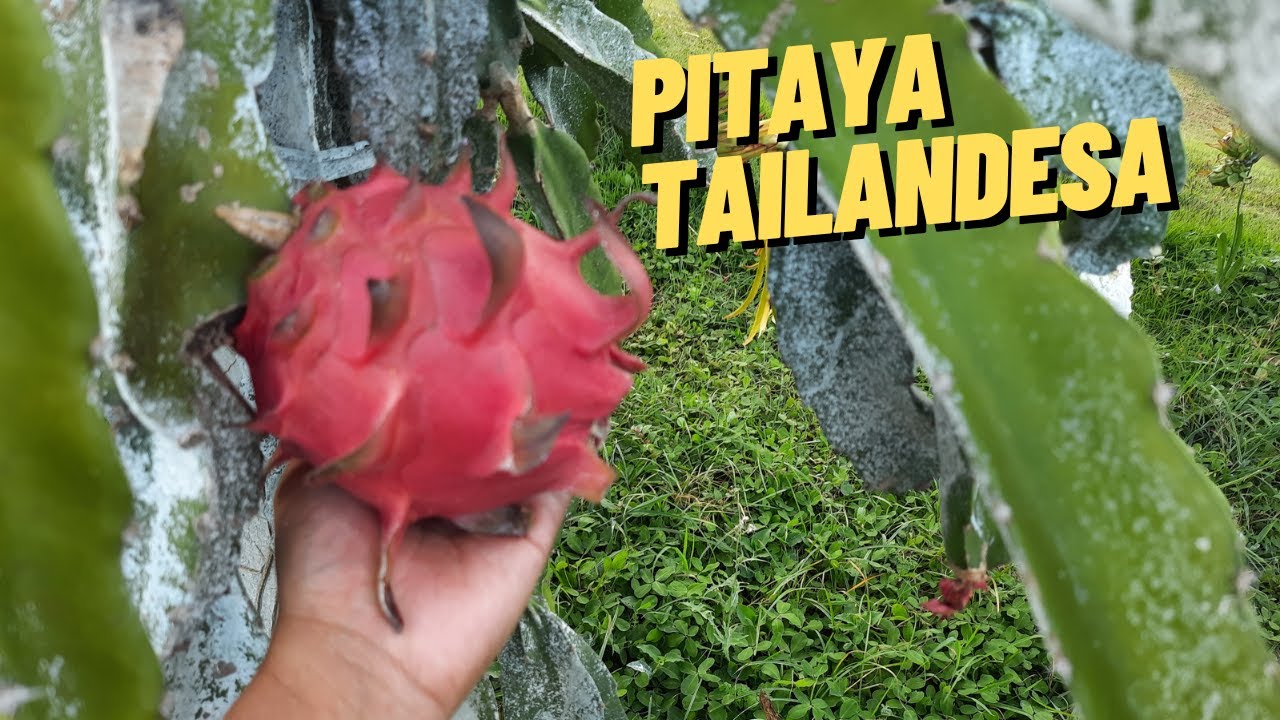 Conheçam a pitaya Tailandesa acima de 800g um sabor incrível.