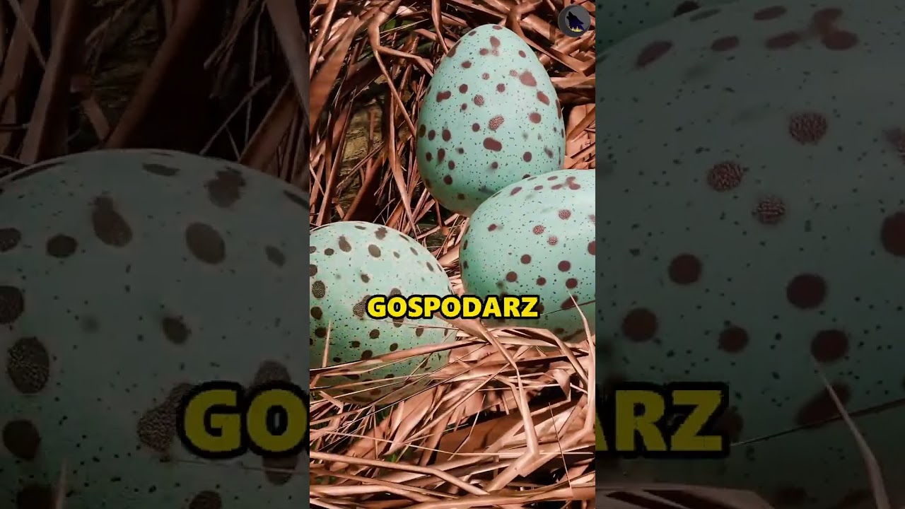 Kukułka: Sztuka Oszustwa w Naturze 🕵️&zwj;♂️