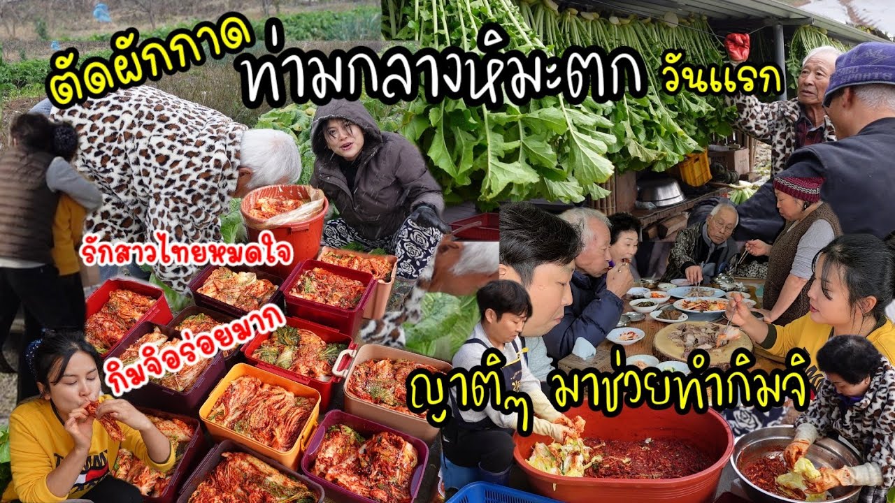 EP.590 ตัดผักกาดขาว ท่ามกลางหิมะตกวันเเรก ญาติๆมาช่วยทำกิมจิ ทำเสร็จกินหมูต้มกัน อร่อยมากๆ