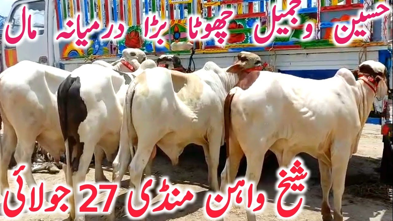 Sheikhwahan Cow Mandi Cholistani Brahman Bachre 20 July || Global Village Farming