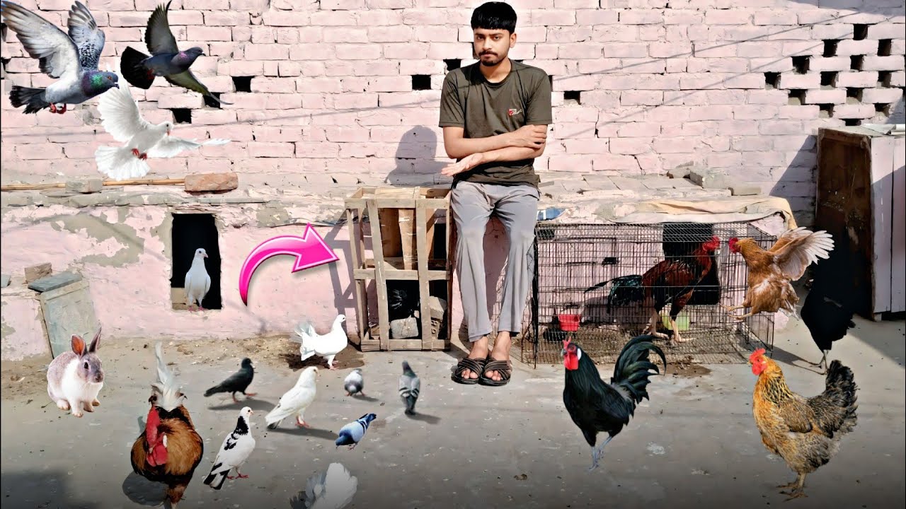  Pigeons Kay Eggs Hens Nay Zaya Kar Diyea 😢 💔 