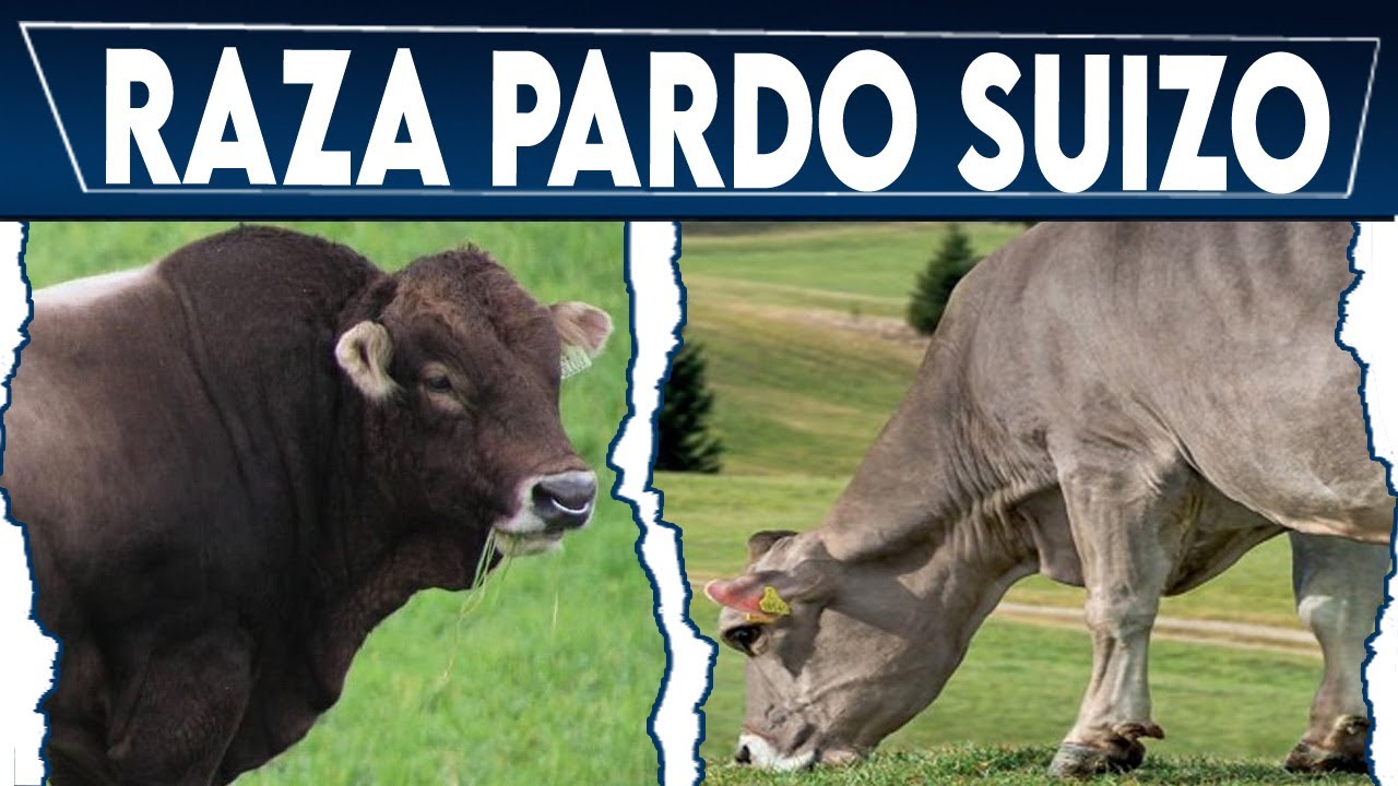 🔴 Ganado Pardo Suizo Caracteristicas ✅ Crea Tu Negocio Ganadero
