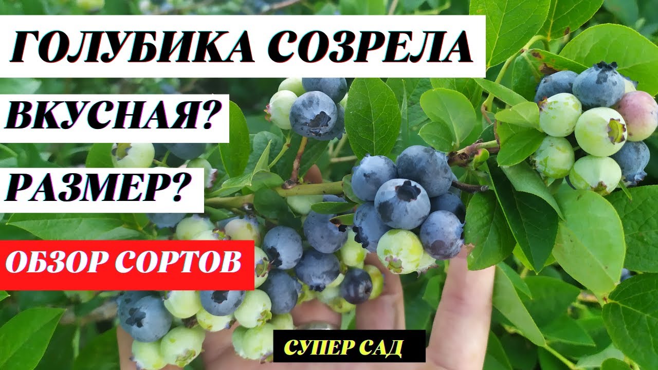 Голубика садовая. Ягоды созрели. Какой сорт голубики самый вкусный и крупный?