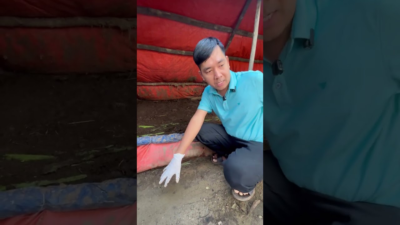 Du khách trải nghiệm nghề nuôi trùn tại Farm Vương Trùn Quế #vuongtrunque #trunque #garden #farm 