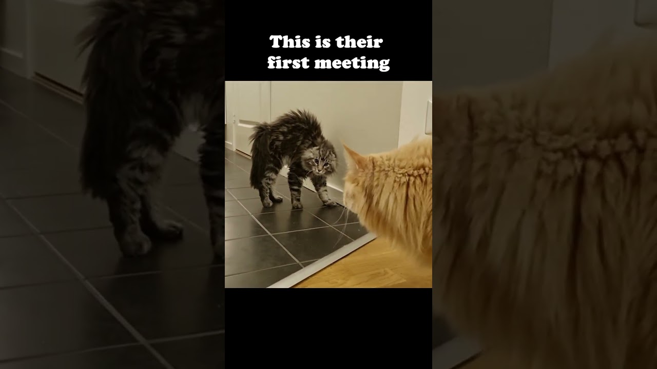 Kitten Meets Big Cat