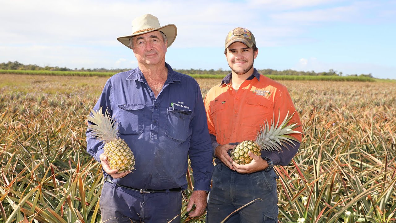 Pineapple Field Day to showcase local growers