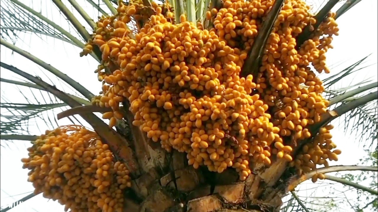 Episode 688 Kurma Madinah