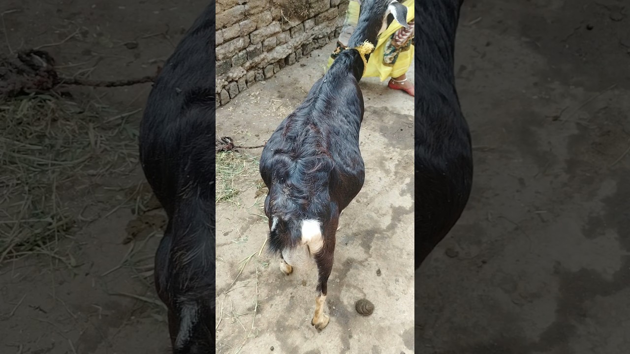 Difficult delivery in goat #Dystocia #bakrifarm #difficultyinbith