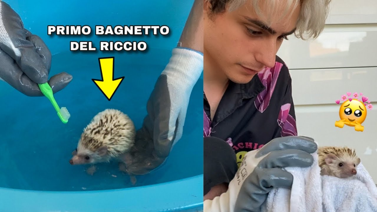 IL NOSTRO RICCIO FA IL BAGNETTO PER LA PRIMA VOLTA! *epico*