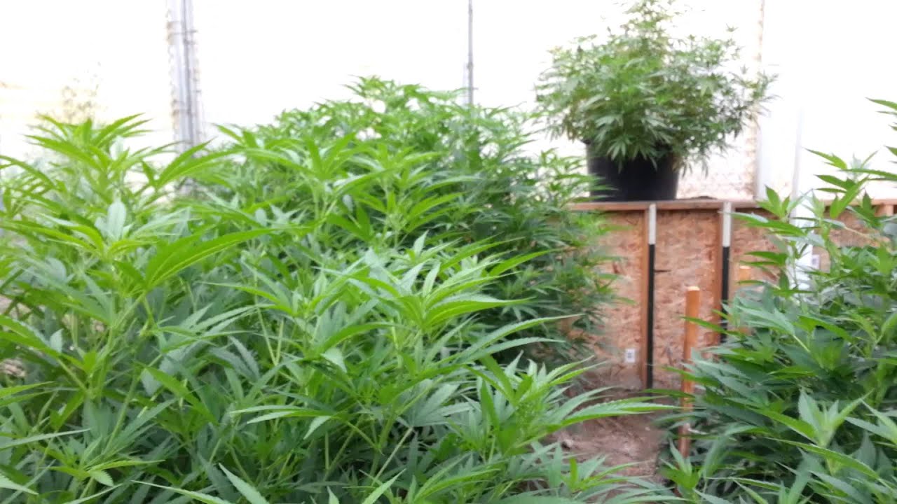 Outdoor crop.