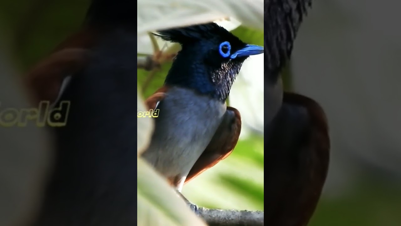 Paradise Flycatcher (male) Call