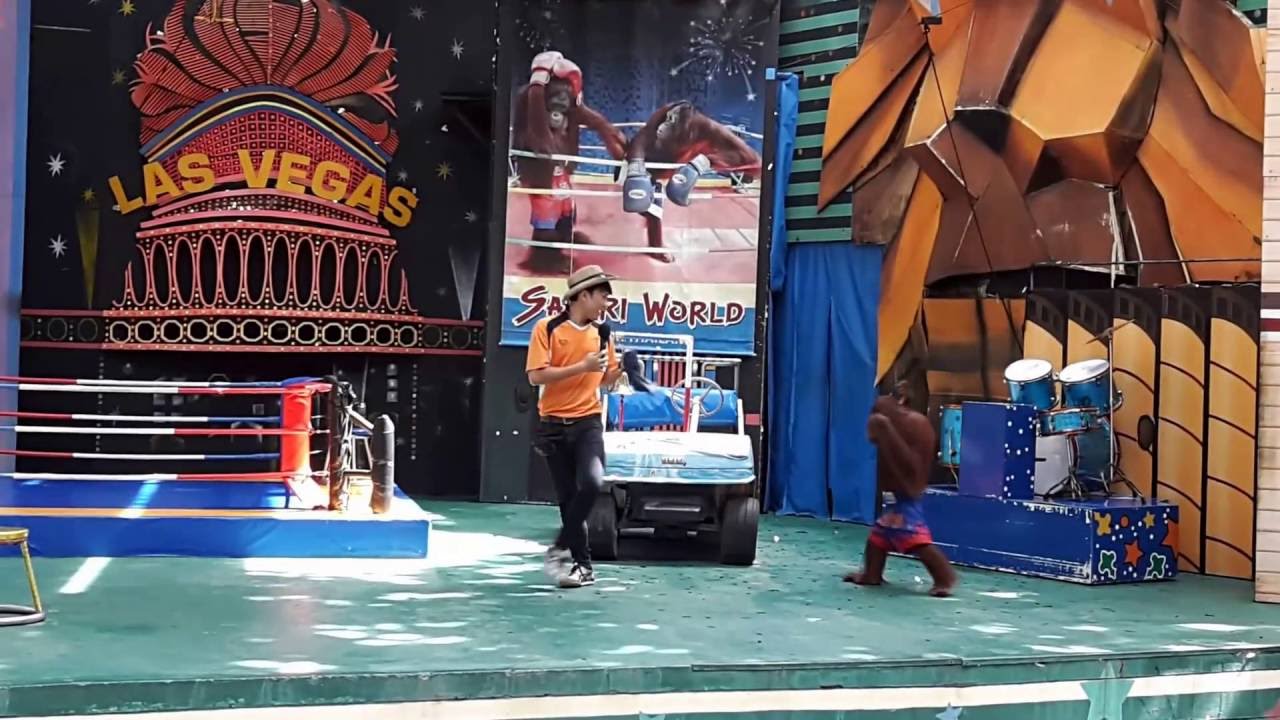 Orang Utan Monkey Boxing Show - Safari World Thailand