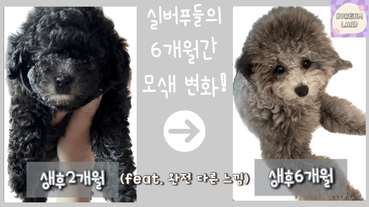 실버푸들 보름이의 6개월간 성장과정(모색변화)#실버푸들 #토이푸들 #모색변화 #vlog