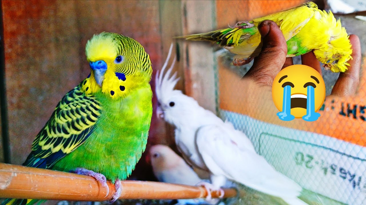 Oh no🥹bugy parrot🦜is no more🤤|
