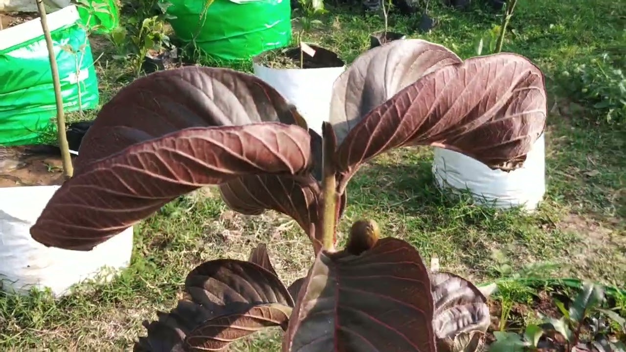 Indian Mosambi, Missoria Malta,S.Y. Malta, ram Logan Kamala, Mandarin etc. Flowering and fruiting 