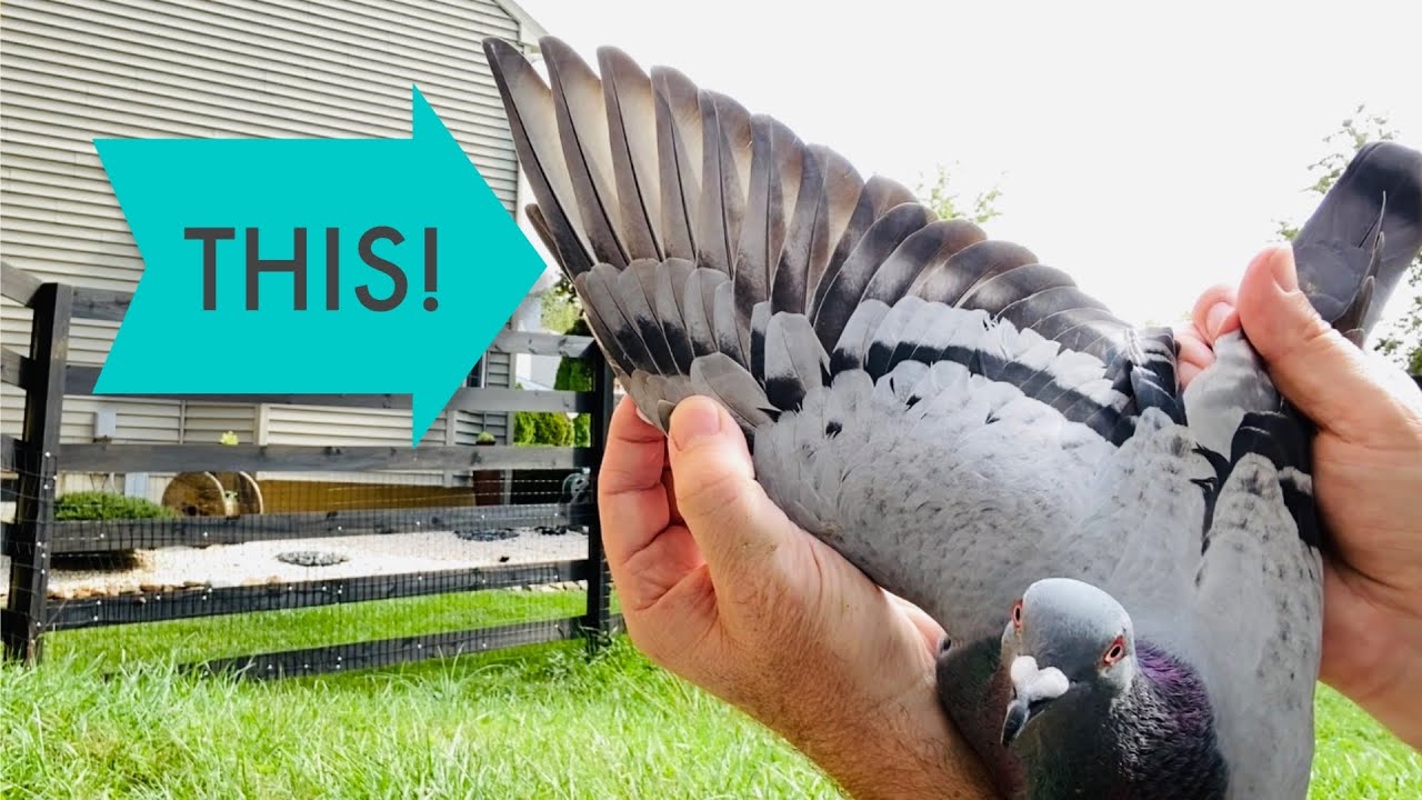 Racing pigeons loft update | wing molt | name contest