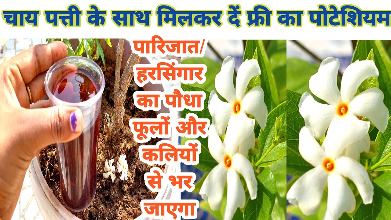 चाय पत्ती में मिला दे यह फ्री का पोटैशियम पारिजात/हरसिंगार  का पौधा फूलों से भर जाएगा/parijat