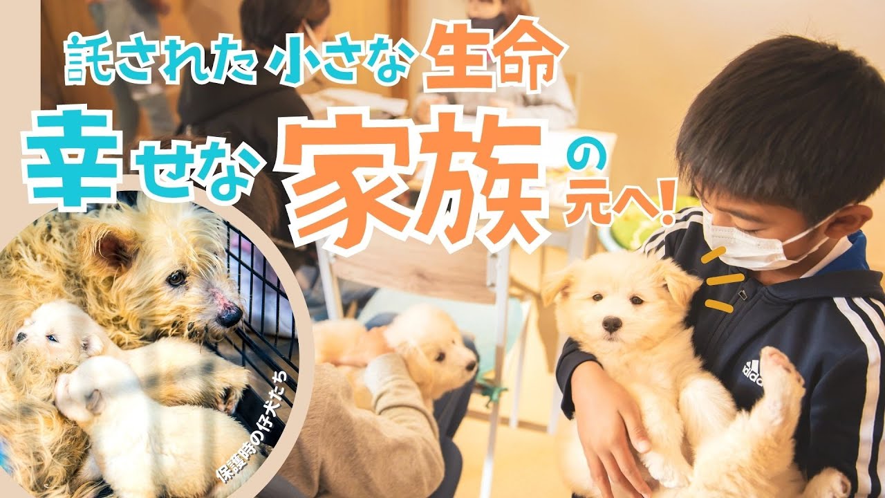ボロボロの母犬の下でうずくまっていた２頭の子犬は.....【ピースワンコ】