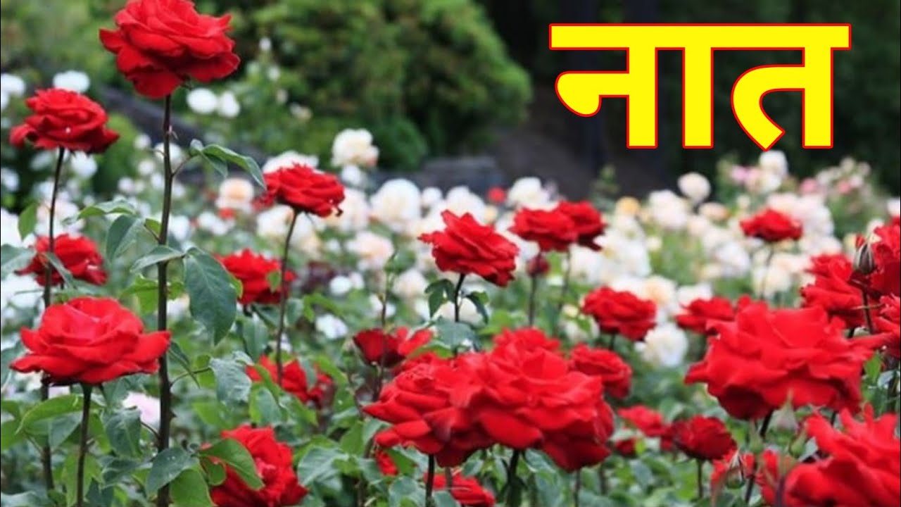 Jise Sara Jahan man Gaya न्यू नात शरीफ 2026