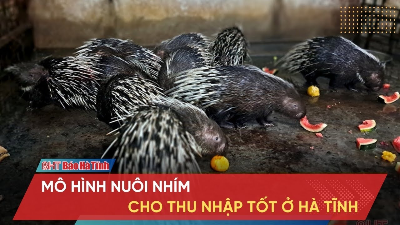 Mô hình nuôi Nhím cho thu nhập tốt ở Hà Tĩnh