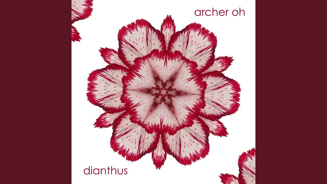 Dianthus