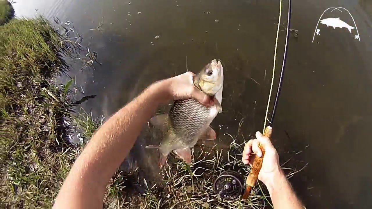 Műlegyes jászozás- Ide on the Fly - Fliegenfischen auf Orfe im Zagyva