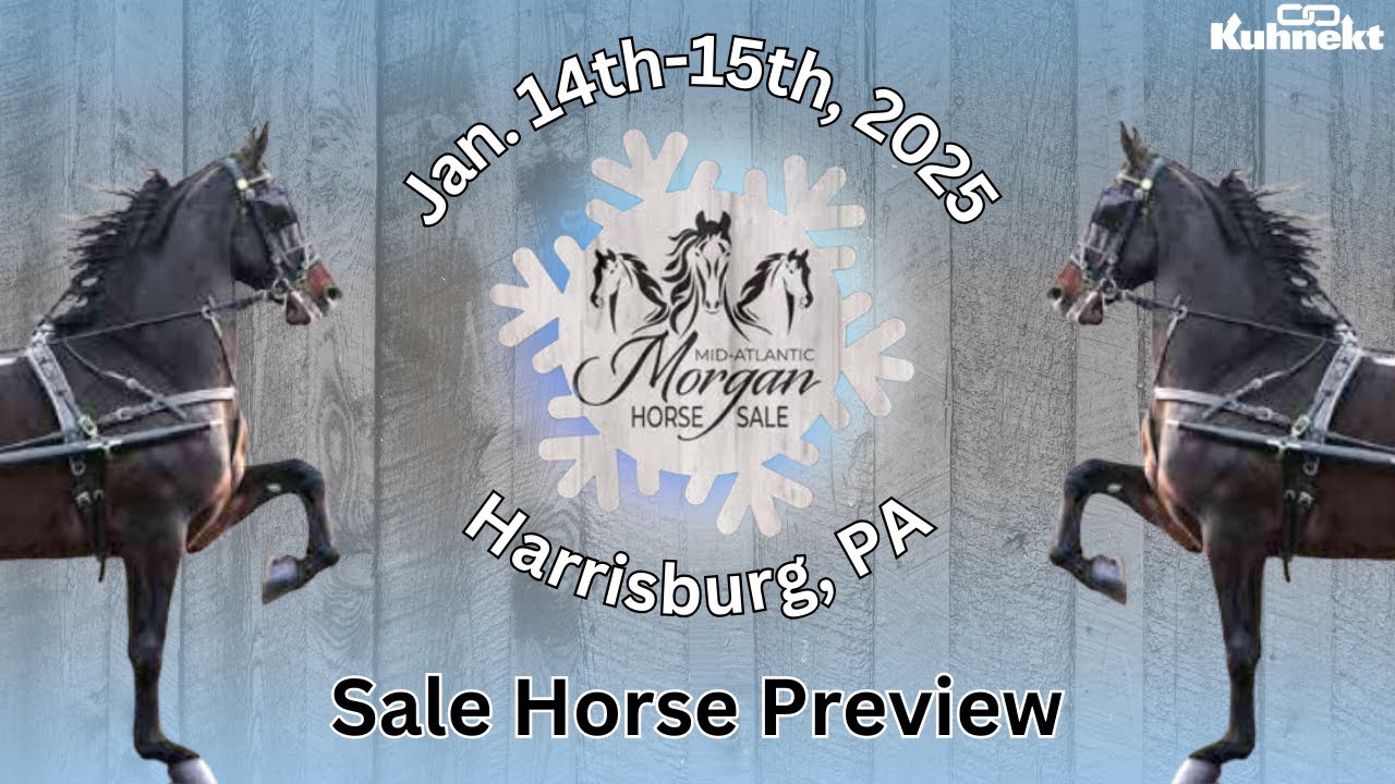 Sale Horse Preview - 2025 Mid-Atlantic Morgan Horse Sale