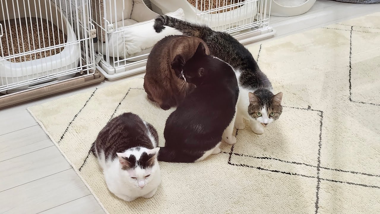 1/22(木) 猫だけ配信だよ〜。
