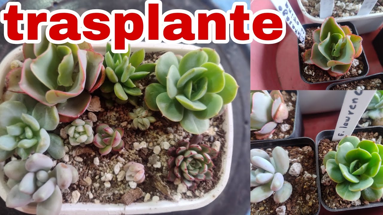 Acompáñame a trasplantar las plantas que me regaló mi amigo Juan ( vamos a jardinear con Juan)