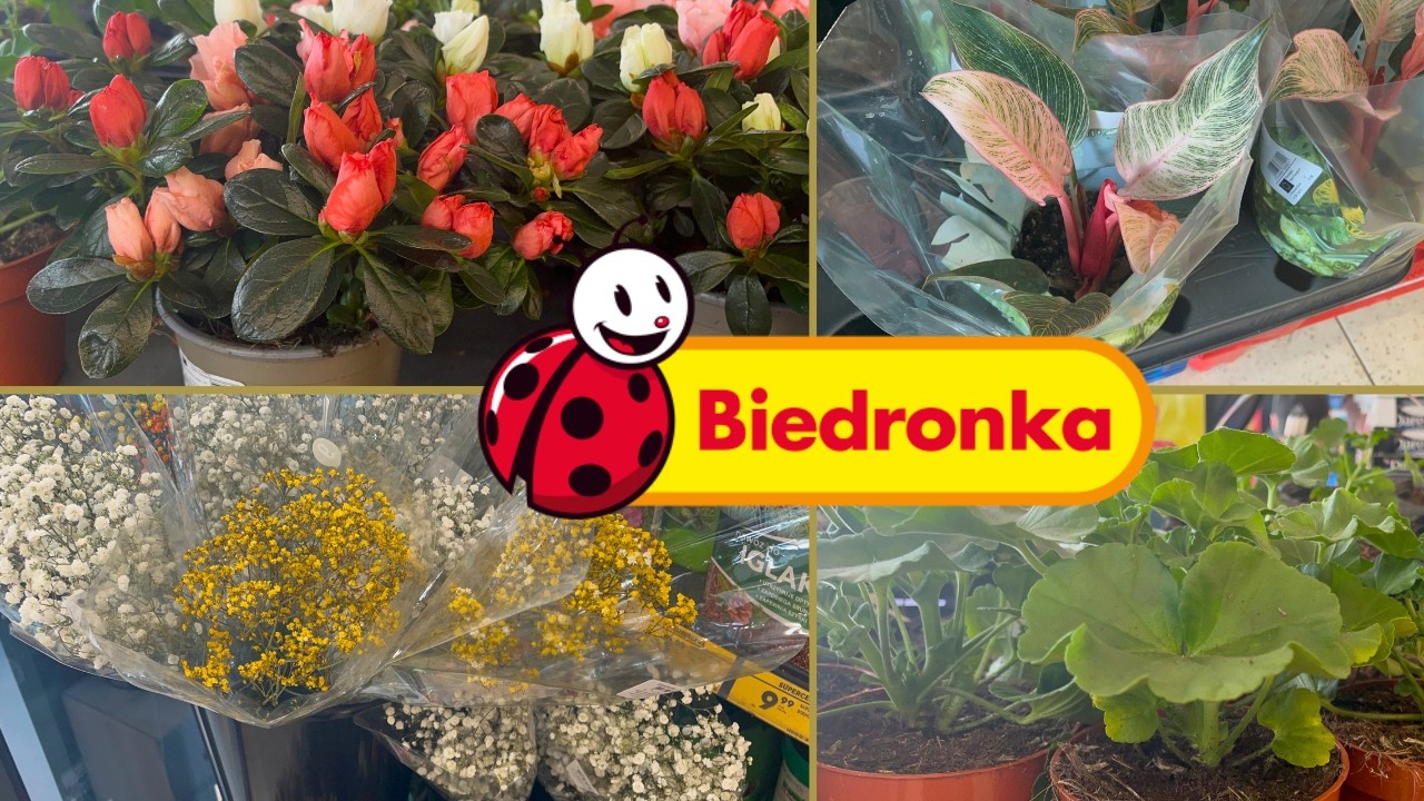 Przegląd roślin w Biedronce🌿Azalia wielokolorowa🌸Philodendron Pink🌿Pelargonie🌿